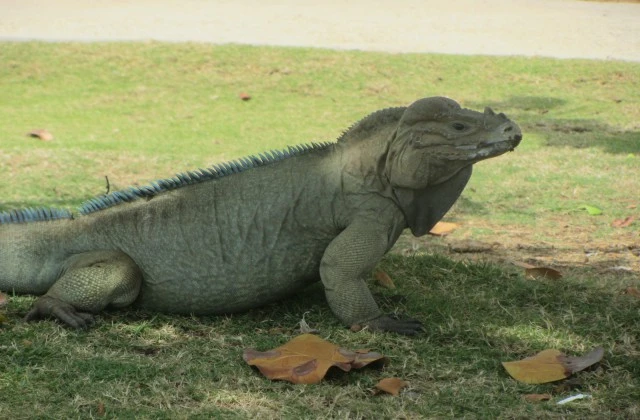 Aquarium Saint Domingue Republique Dominicaine 5